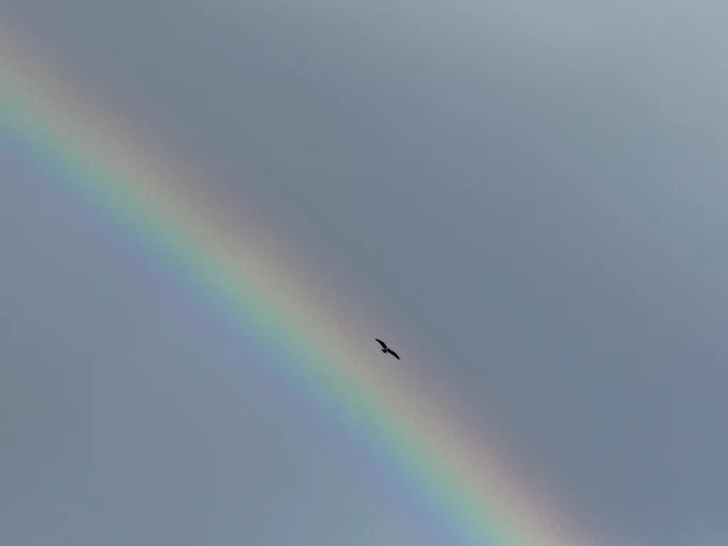 鹗(Pandion haliaetus)