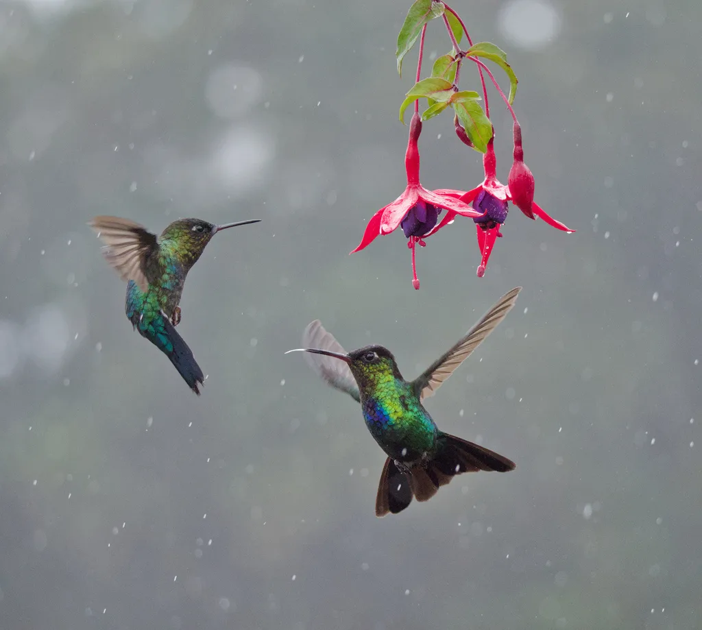 火喉蜂鸟(Panterpe insignis)