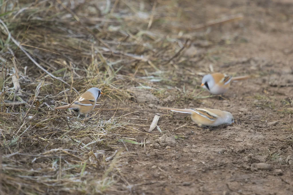 文须雀(Panurus biarmicus)