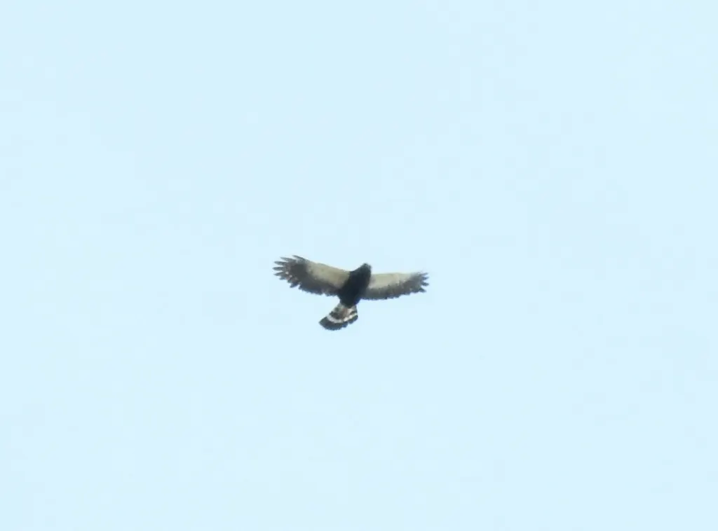 白腰鵟(Parabuteo leucorrhous)