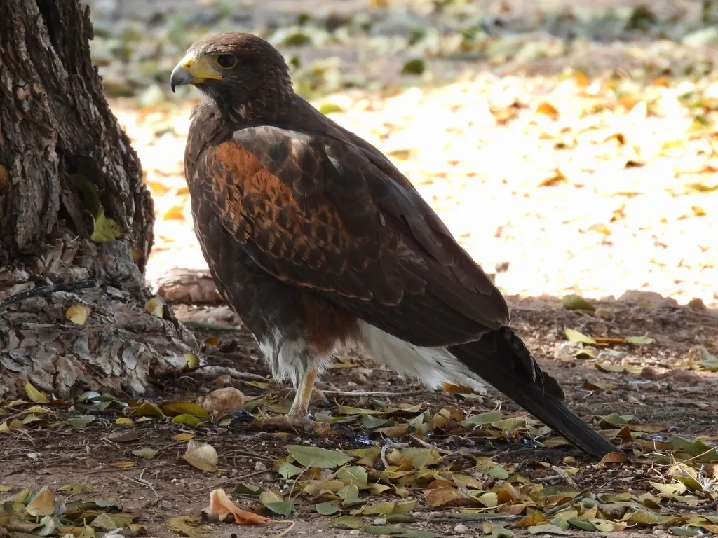 栗翅鹰(Parabuteo unicinctus)