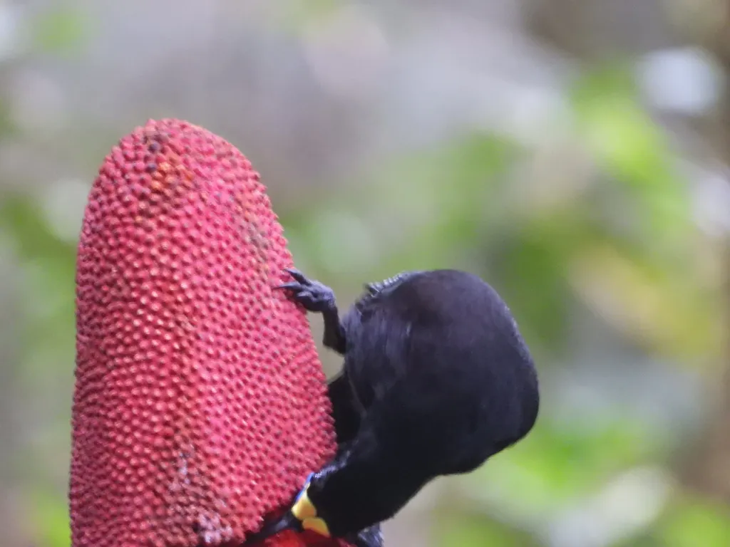 长尾肉垂风鸟(Paradigalla carunculata)