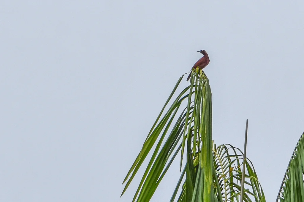 大极乐鸟(Paradisaea apoda)