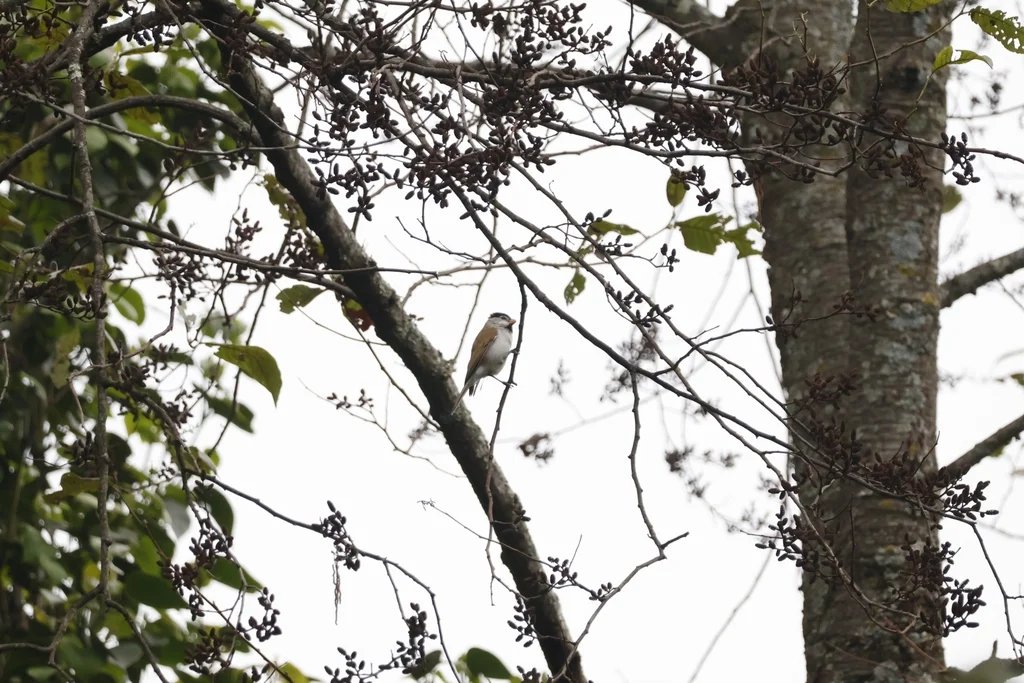 灰头鸦雀(Paradoxornis gularis)
