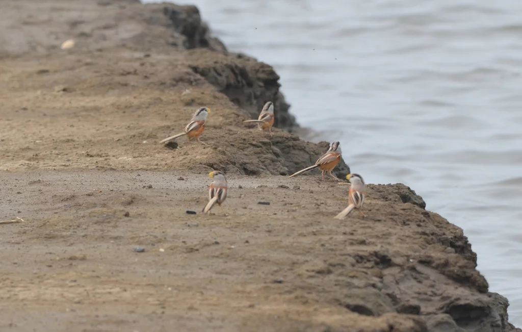 震旦鸦雀(Paradoxornis heudei)