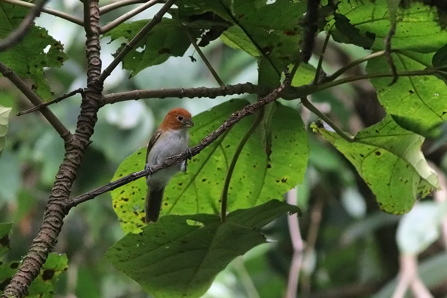 白胸鸦雀(Paradoxornis ruficeps)