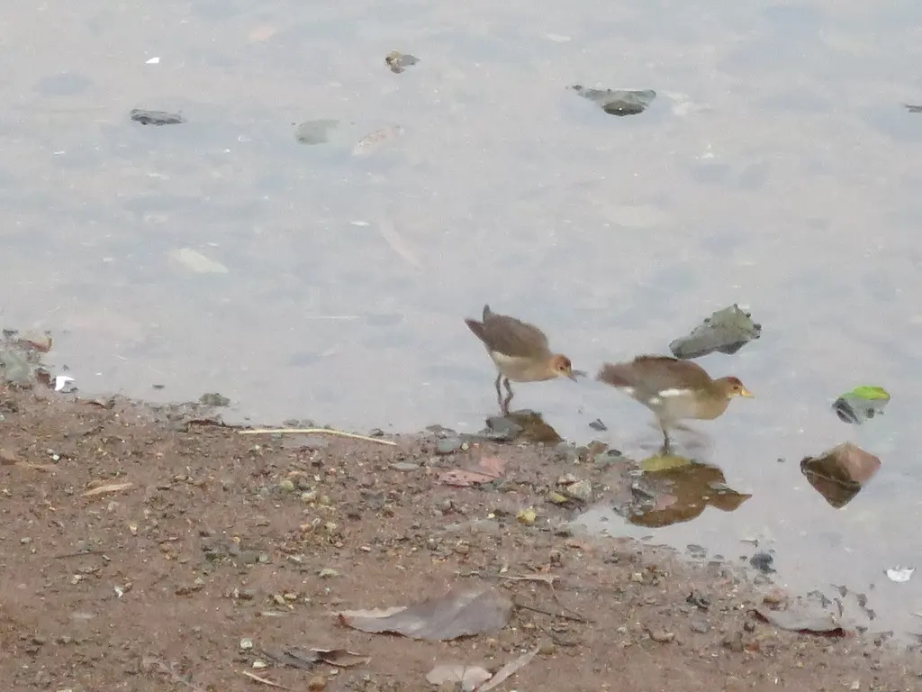 小黑水鸡(Paragallinula angulata)