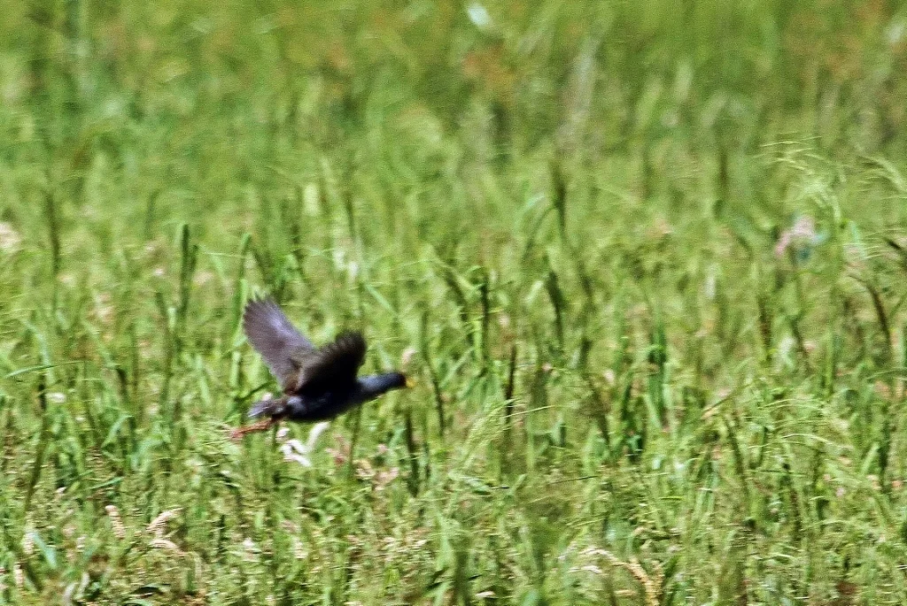 小黑水鸡(Paragallinula angulata)