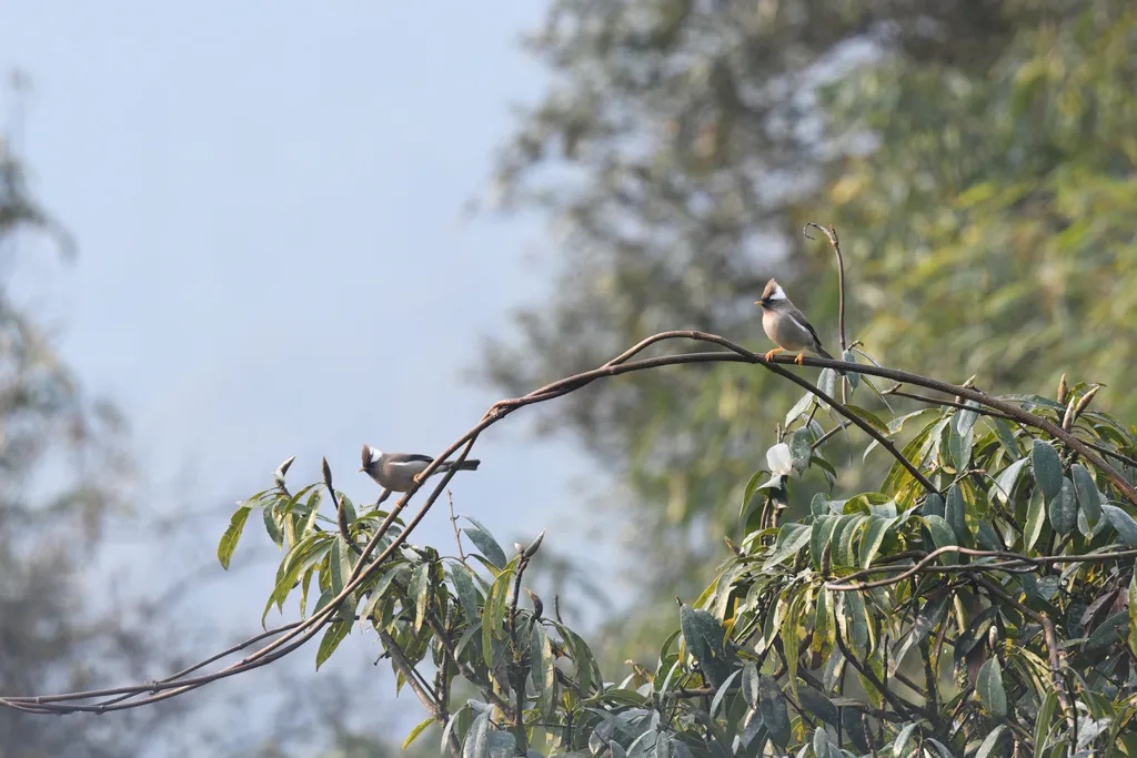 白领凤鹛（Parayuhina diademata）