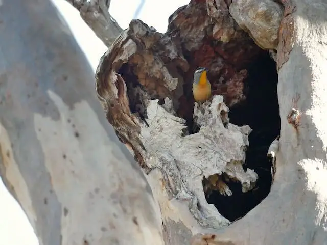 斑翅食蜜鸟(Pardalotus punctatus)