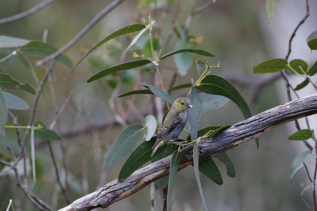 多斑食蜜鸟(Pardalotus quadragintus)