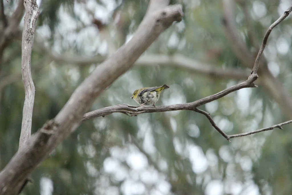 多斑食蜜鸟(Pardalotus quadragintus)