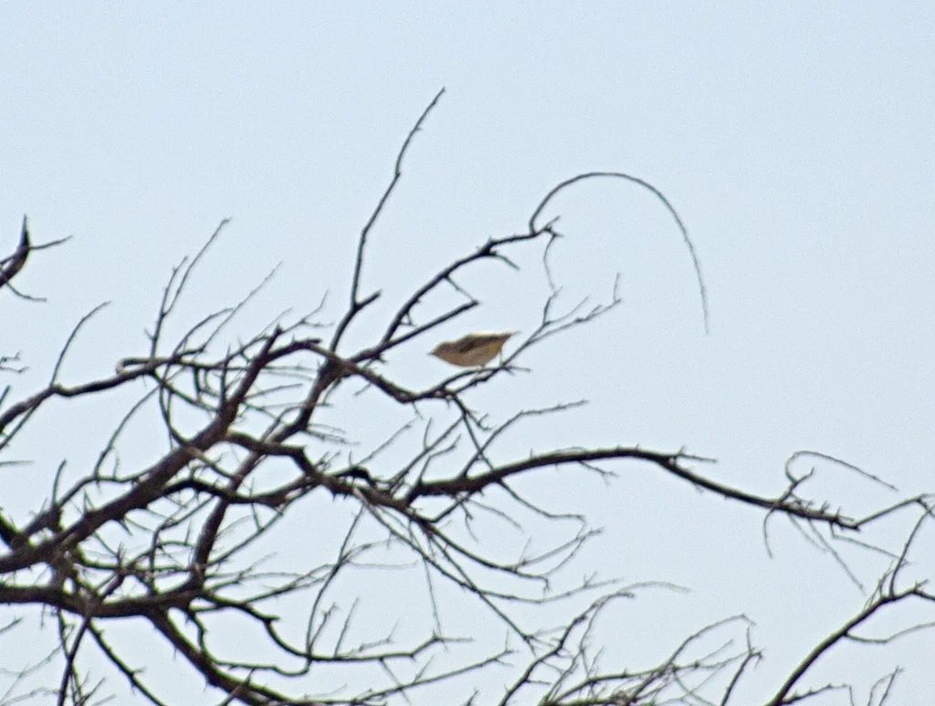 红眉食蜜鸟(Pardalotus rubricatus)