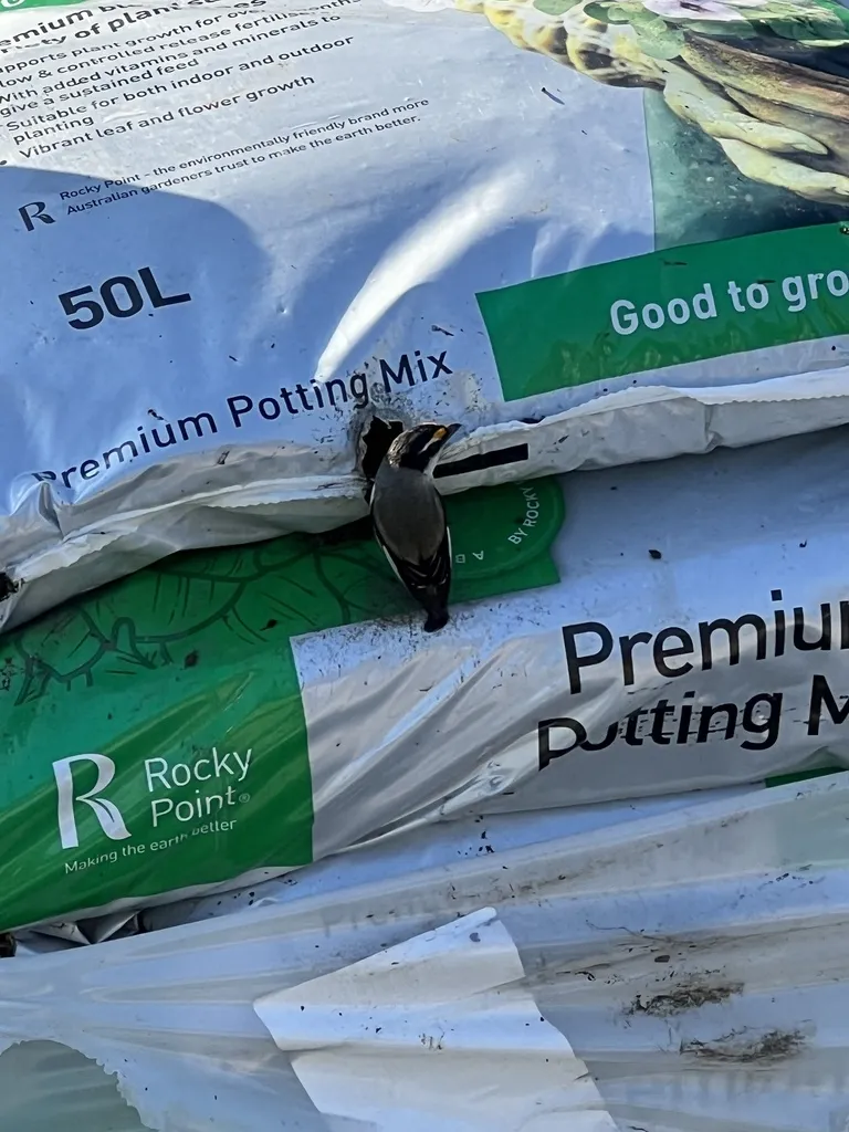 纹翅食蜜鸟(Pardalotus striatus)