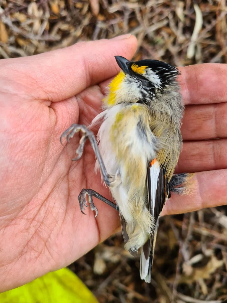 纹翅食蜜鸟(Pardalotus striatus)