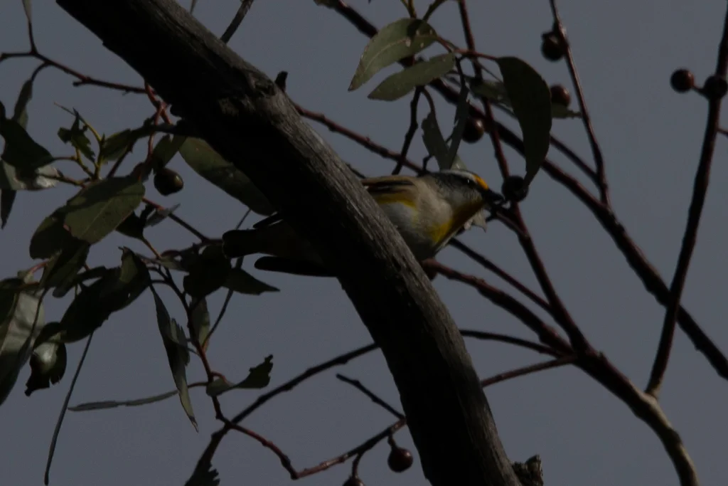 纹翅食蜜鸟(Pardalotus striatus)
