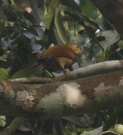棕斑啄木鸟(Pardipicus nivosus)