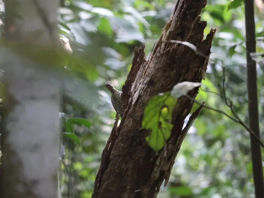 棕斑啄木鸟(Pardipicus nivosus)