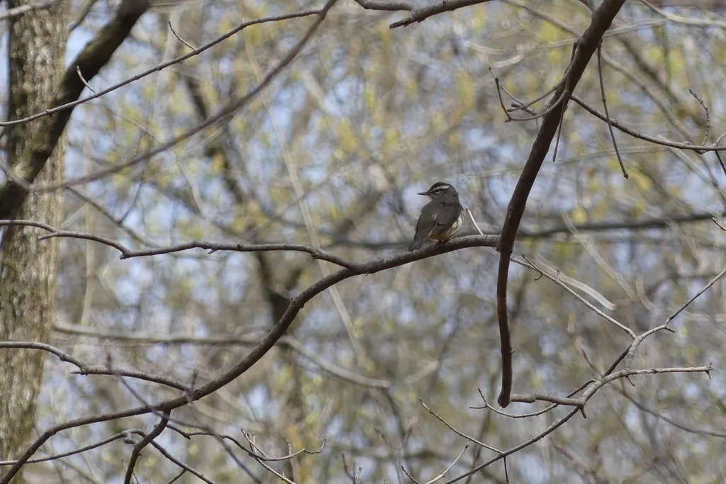 白眉灶莺(Parkesia motacilla)