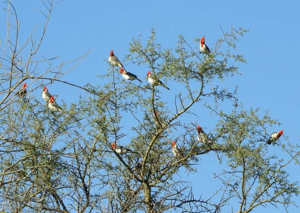 冠蜡嘴鹀(Paroaria coronata)