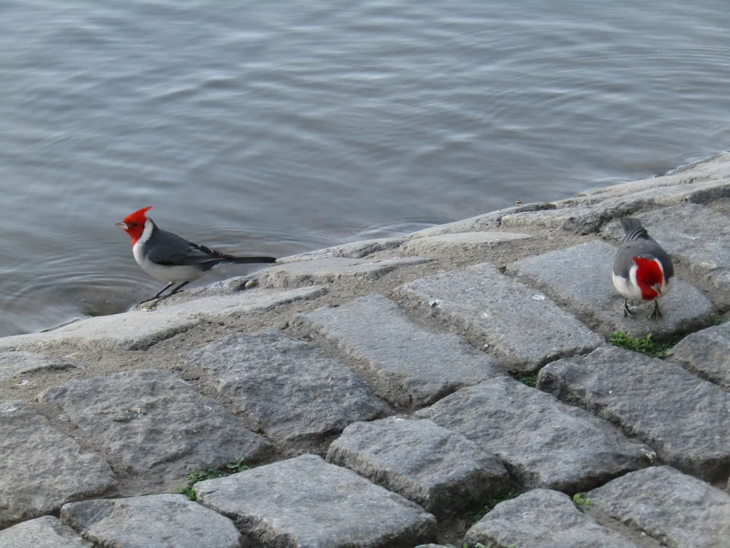 冠蜡嘴鹀(Paroaria coronata)
