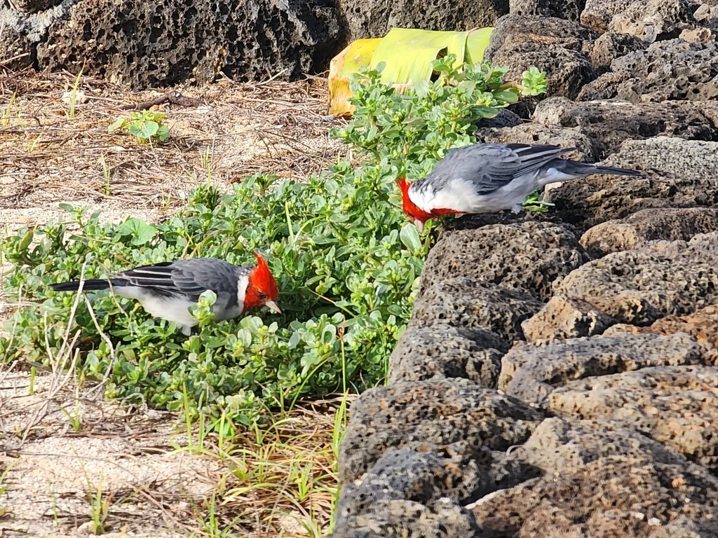 冠蜡嘴鹀(Paroaria coronata)