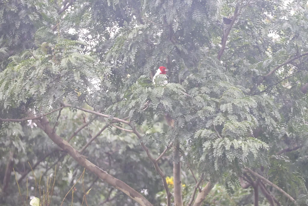 冕蜡嘴鹀(Paroaria dominicana)