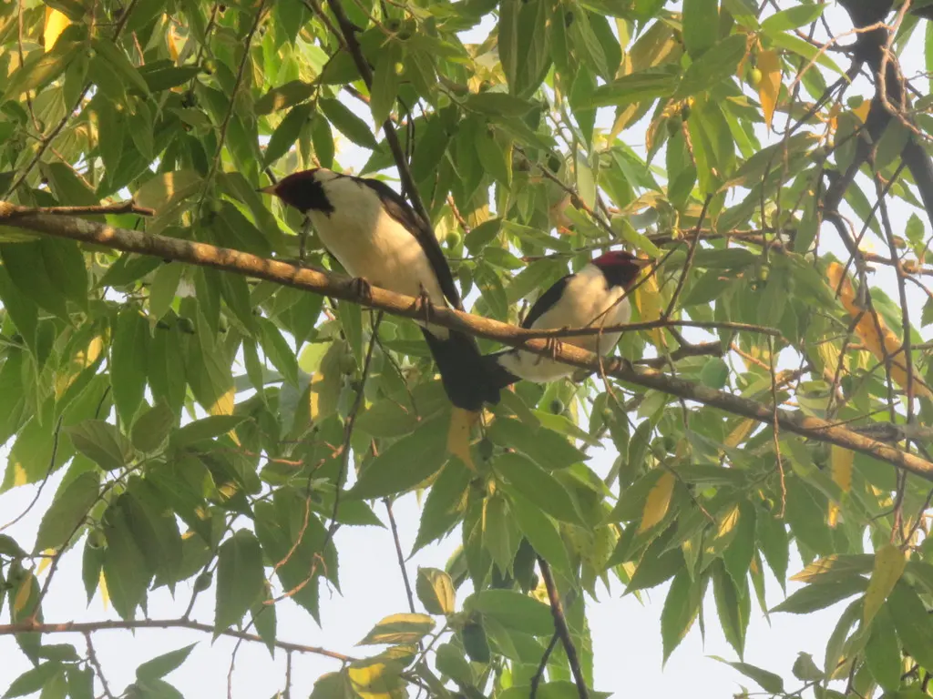 红顶蜡嘴鹀(Paroaria gularis)