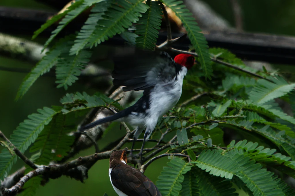 红顶蜡嘴鹀(Paroaria gularis)
