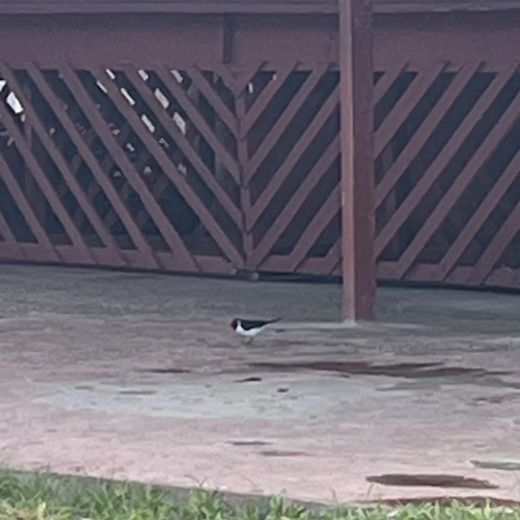 红顶蜡嘴鹀(Paroaria gularis)