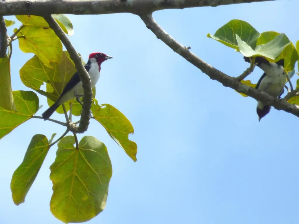 黑颊蜡嘴鹀(Paroaria nigrogenis)