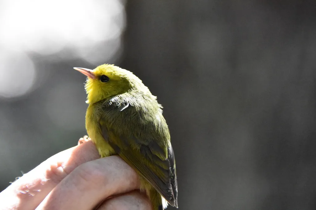 毛岛管舌雀(Paroreomyza montana)