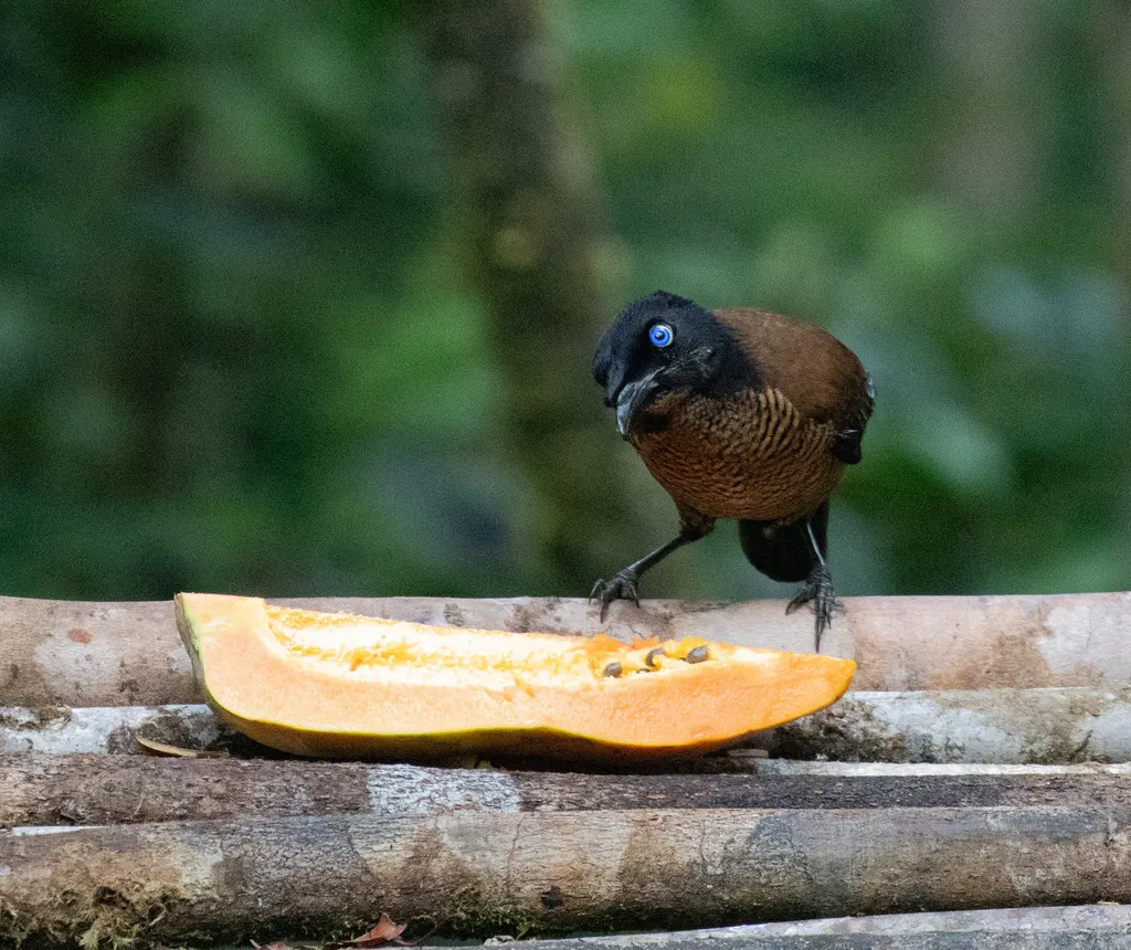 劳氏六线风鸟(Parotia lawesii)