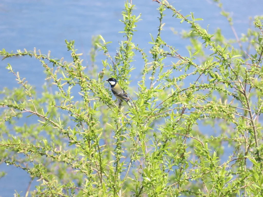 大山雀(Parus cinereus)