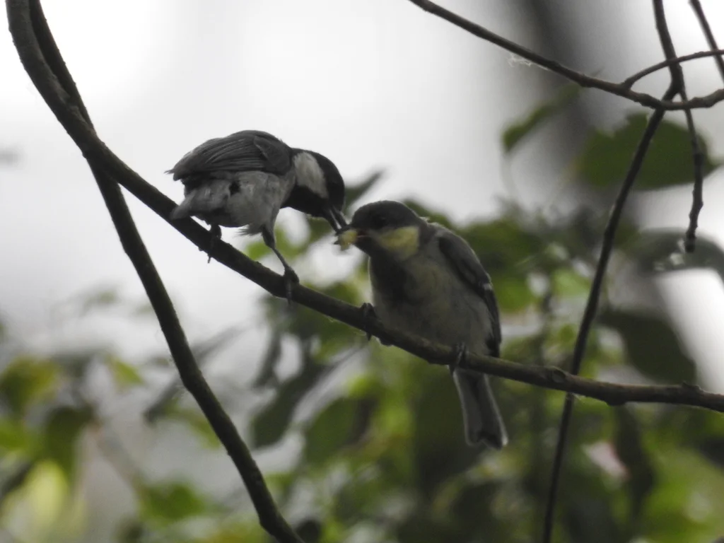 大山雀(Parus cinereus)