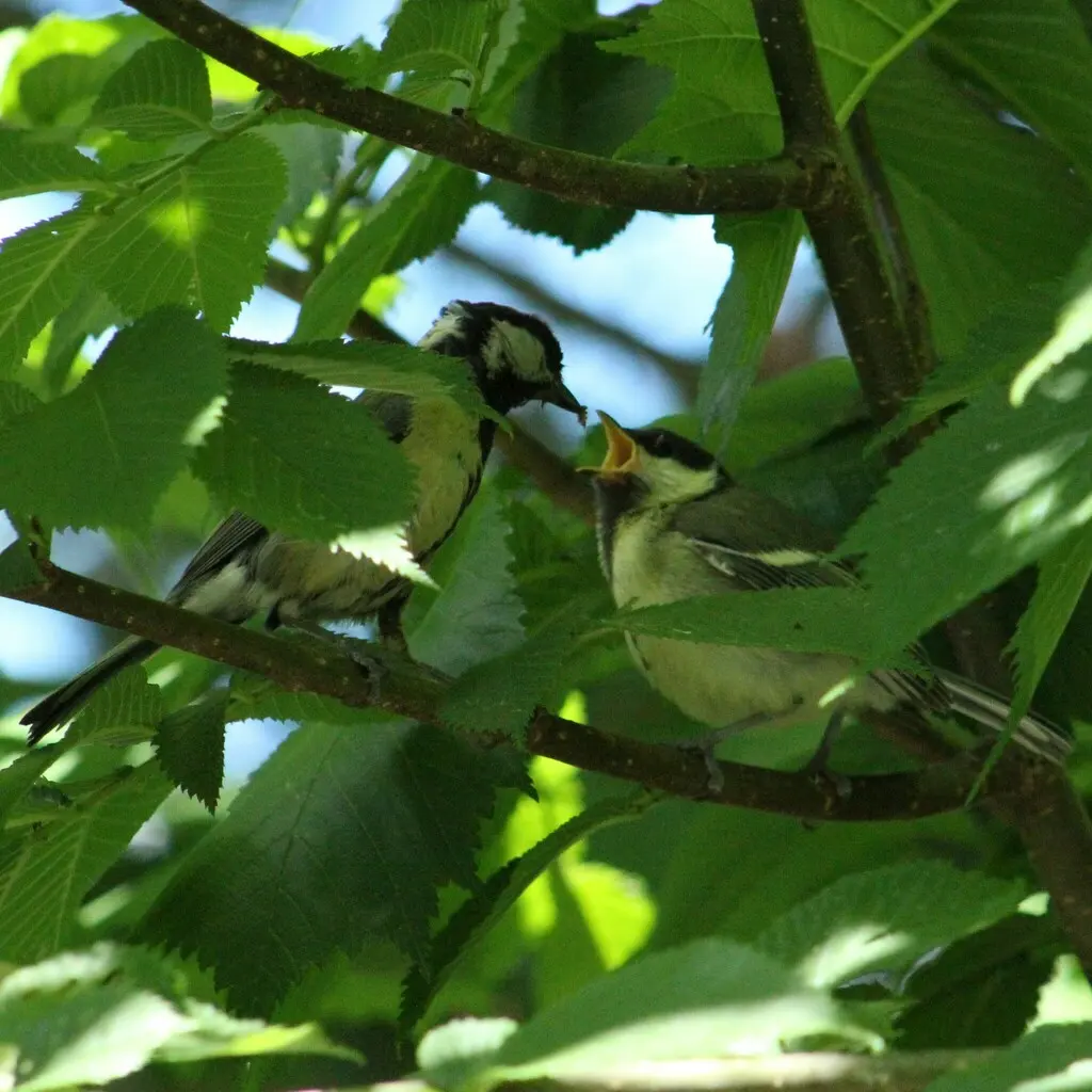 欧亚大山雀(Parus major)