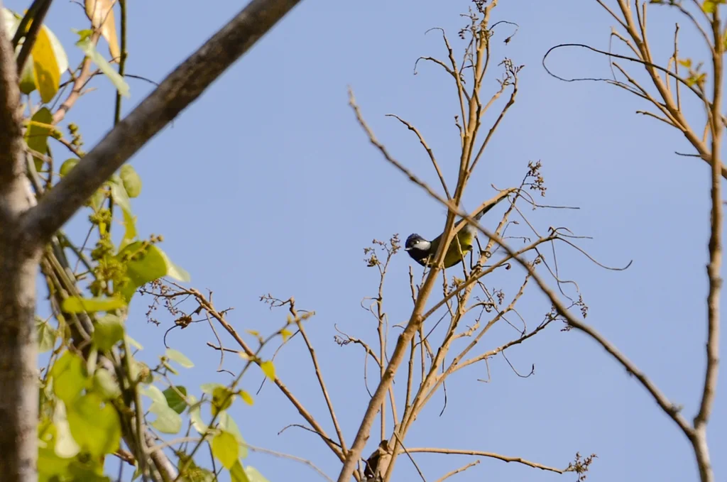 绿背山雀(Parus monticolus)