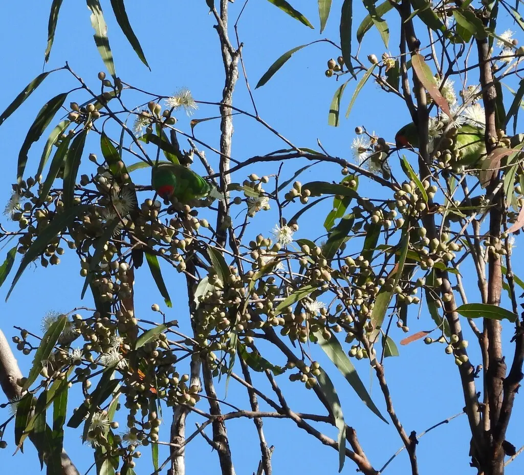 姬鹦鹉(Parvipsitta pusilla)
