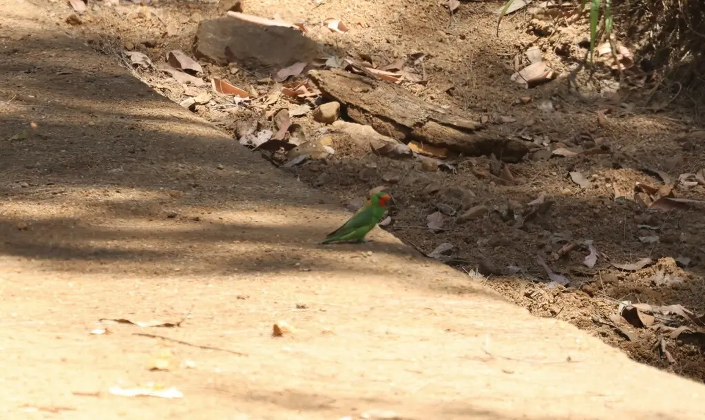 姬鹦鹉(Parvipsitta pusilla)
