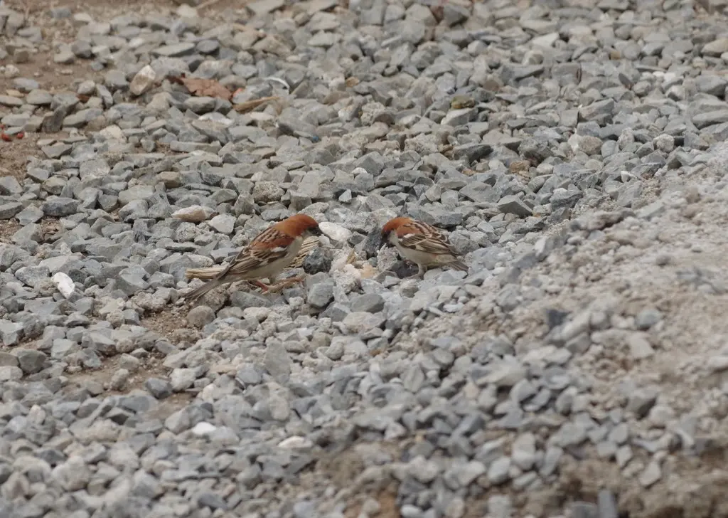 山麻雀(Passer cinnamomeus)