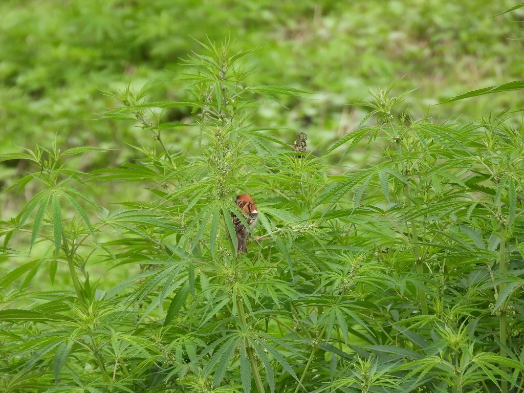 山麻雀(Passer cinnamomeus)