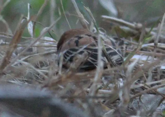山麻雀(Passer cinnamomeus)