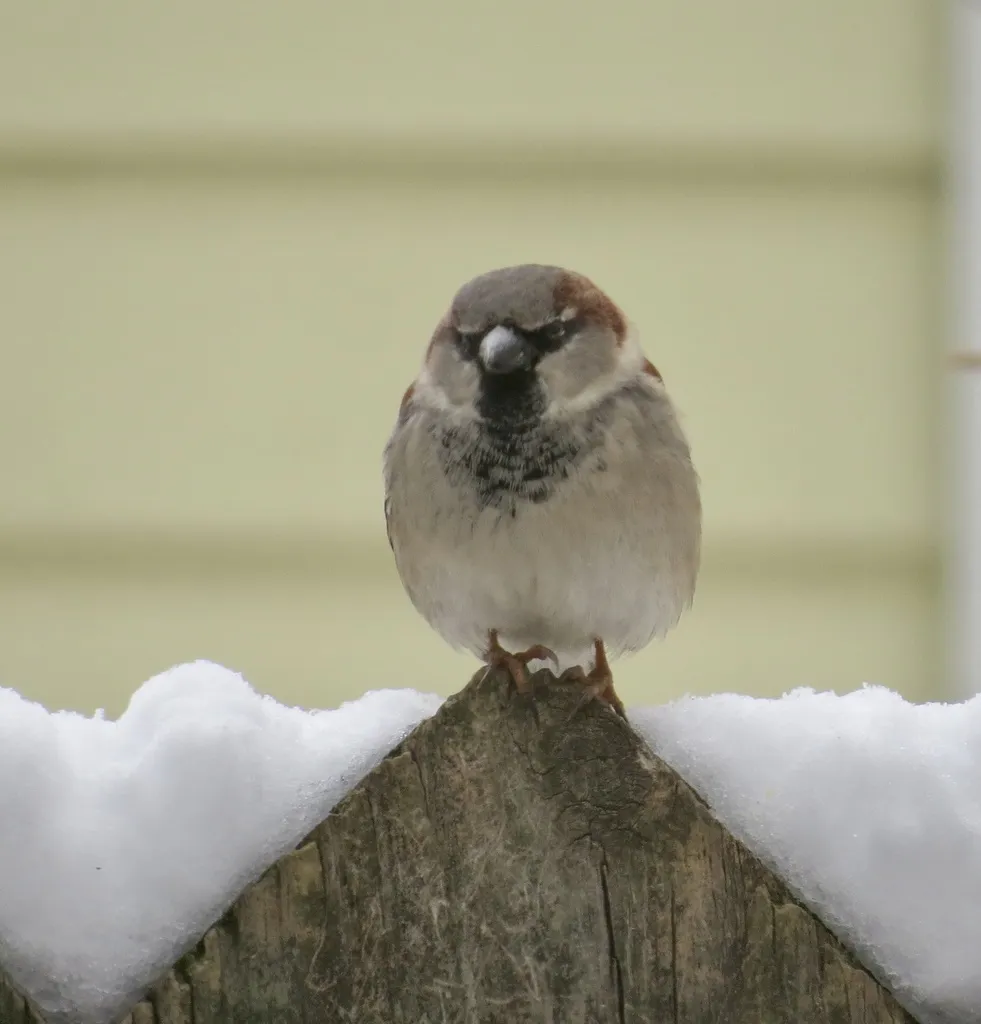 家麻雀(Passer domesticus)