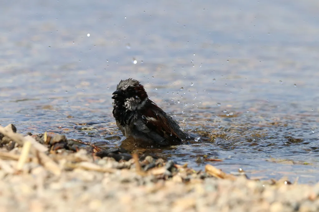 家麻雀(Passer domesticus)