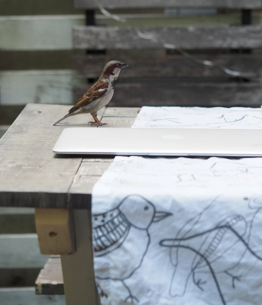 家麻雀(Passer domesticus)