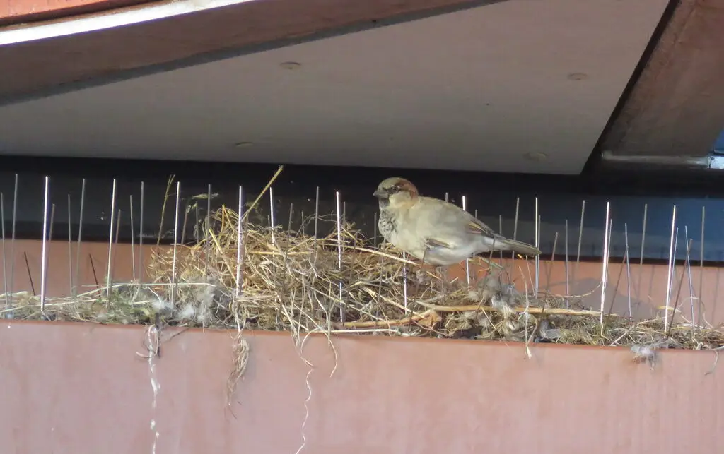 家麻雀(Passer domesticus)