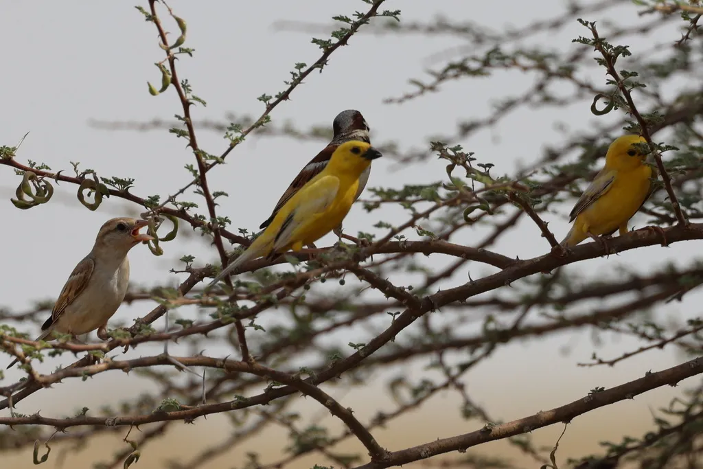 阿拉伯金麻雀(Passer euchlorus)