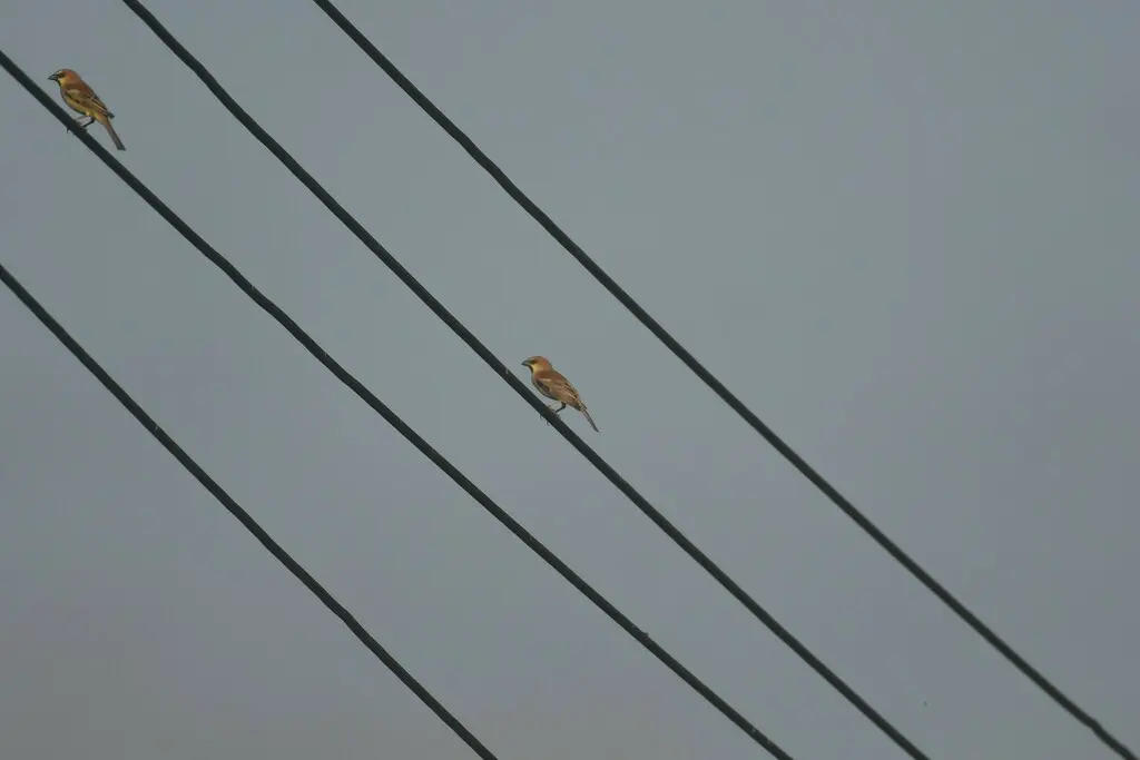 黄腹麻雀(Passer flaveolus)