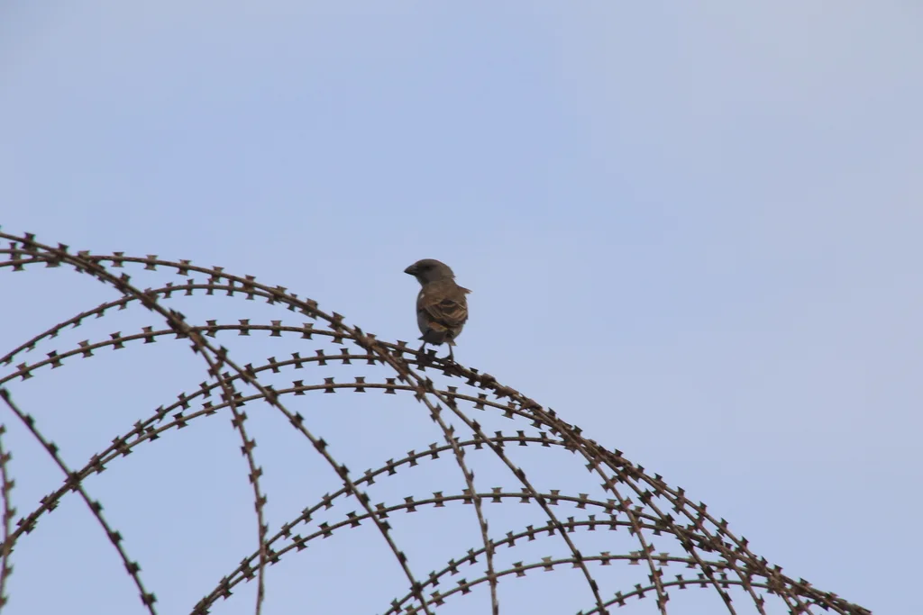 鹦嘴麻雀(Passer gongonensis)