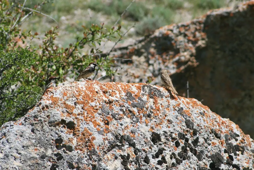黑胸麻雀(Passer hispaniolensis)